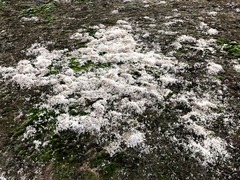 Cladonia arbuscula mitis