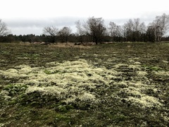 Cladonia arbuscula mitis