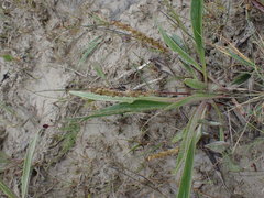 Plantago eriopoda