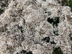 Cladonia arbuscula mitis