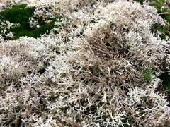 Cladonia arbuscula mitis