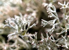 Cladonia arbuscula mitis