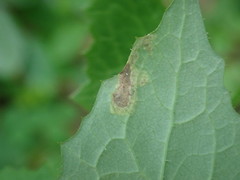 Liriomyza taraxaci