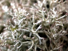 Cladonia arbuscula mitis