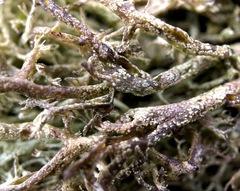 Cladonia arbuscula mitis