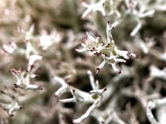 Cladonia arbuscula mitis