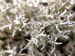 Cladonia arbuscula mitis