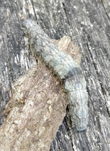 Widow Underwing photo 6