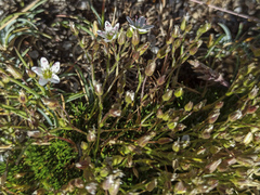 Minuartia recurva