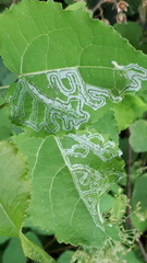 Phyllocnistis labyrinthella