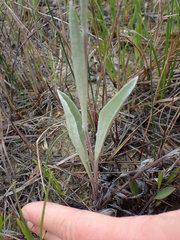 Antennaria pulcherrima