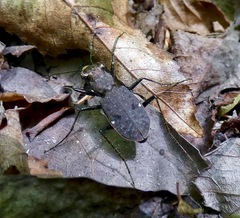Apterodela unipunctata
