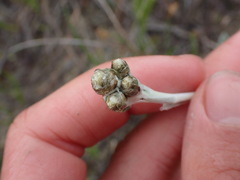 Antennaria pulcherrima