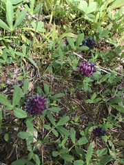 Trifolium parryi