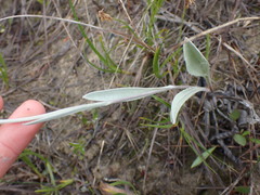 Antennaria pulcherrima