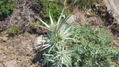 Eryngium glaciale
