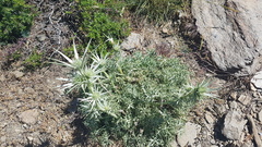 Eryngium glaciale