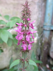 Stachys × ambigua