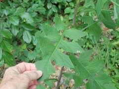 Liriomyza taraxaci
