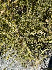Adenostoma fasciculatum