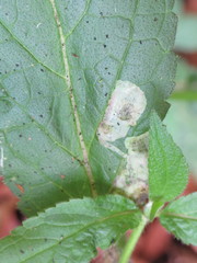 Amauromyza labiatarum