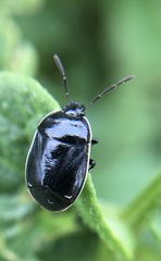 Sehirus cinctus albonotatus