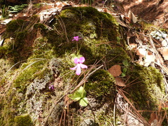 Pinguicula oblongiloba