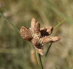 Bolboschoenus maritimus paludosus