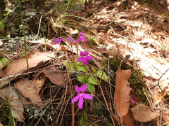 Pinguicula oblongiloba