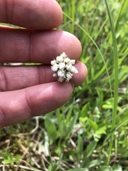 Antennaria pulcherrima