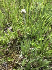 Antennaria pulcherrima