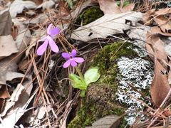 Pinguicula oblongiloba