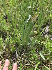 Antennaria pulcherrima
