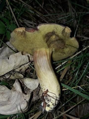 Xerocomus subtomentosus