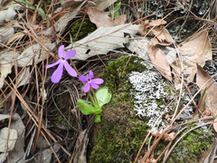 Pinguicula oblongiloba