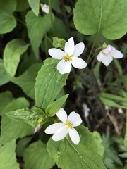 Viola canadensis scopulorum