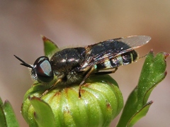 Odontomyia interrupta