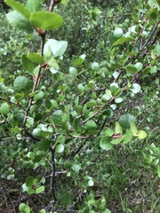 Betula glandulosa