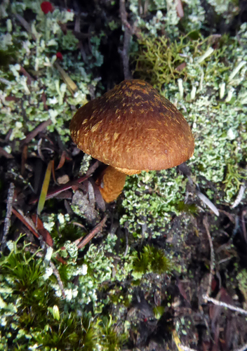 Descolea maculata image
