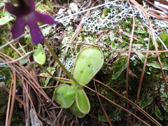 Pinguicula oblongiloba