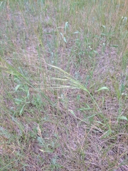 Hesperostipa spartea