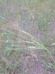 Hesperostipa spartea