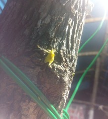 Dalceridae