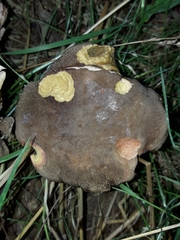 Xerocomus subtomentosus