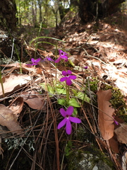 Pinguicula oblongiloba