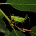 Turkish Bright Bush-Cricket - Photo (c) Σάββας Ζαφειρίου (Savvas Zafeiriou), some rights reserved (CC BY-NC), uploaded by Σάββας Ζαφειρίου (Savvas Zafeiriou)