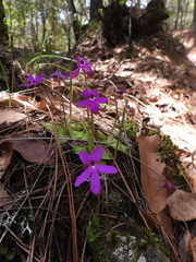 Pinguicula oblongiloba