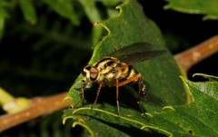 Thereva aurata