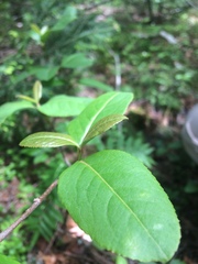Viburnum cassinoides image