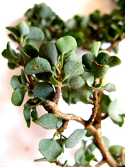 Cissampelos capensis